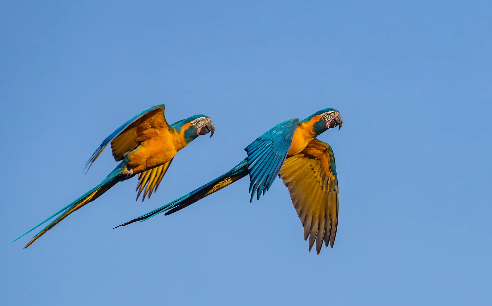 La paraba baraba azul (Ara glaucogularis), críticamente amenazada, es un símbolo vivo del departamento del Beni y además es una especie endémica de Bolivia. Foto: Rob Wallace/WCS